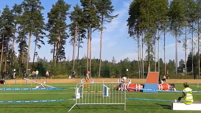 Крим Порвоо(Финляндия) А3 аджилити 20.08.16