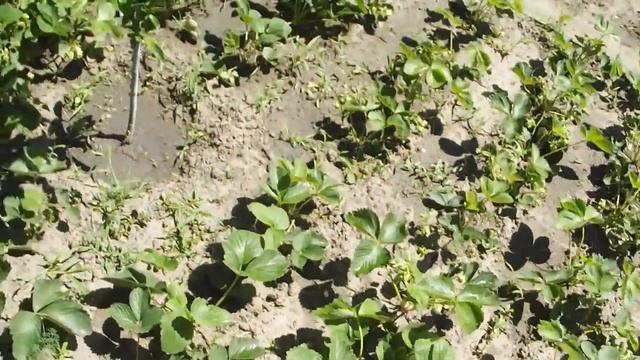 ДРОЖЖИ РАБОТАЮТ КЛУБНИКА ЗРЕЕТ 11 МАЯ РЕЗУЛЬТАТ ПОДКОРМКИ ДРОЖЖАМИ vselennaya uvlesheniy смотреть онлайн