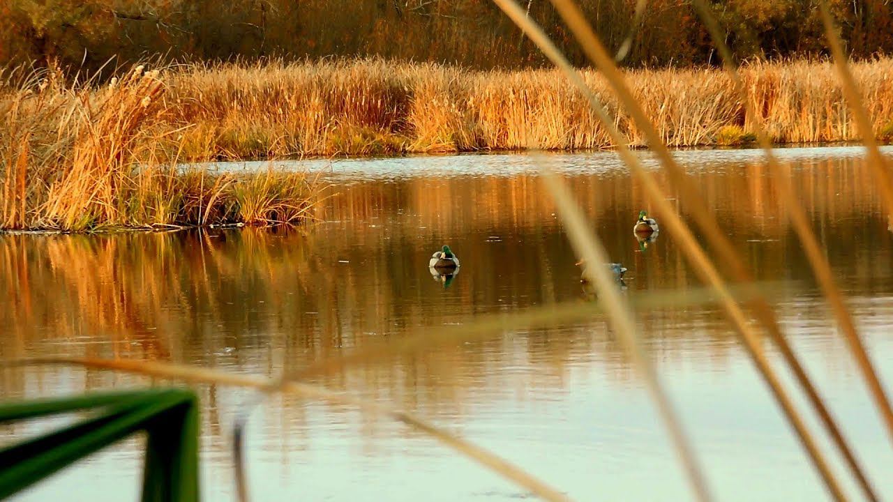 Охота на уток. Перелетная утка. Октябрьский селезень. смотреть онлайн