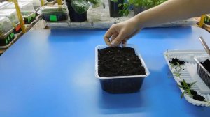 ???ФЛОКСЫ ИЗ СЕМЯН ! ВЫРАСТИТЬ ПРОЩЕ ПРОСТОГО ! Как посадить, когда пикировать и удобрять