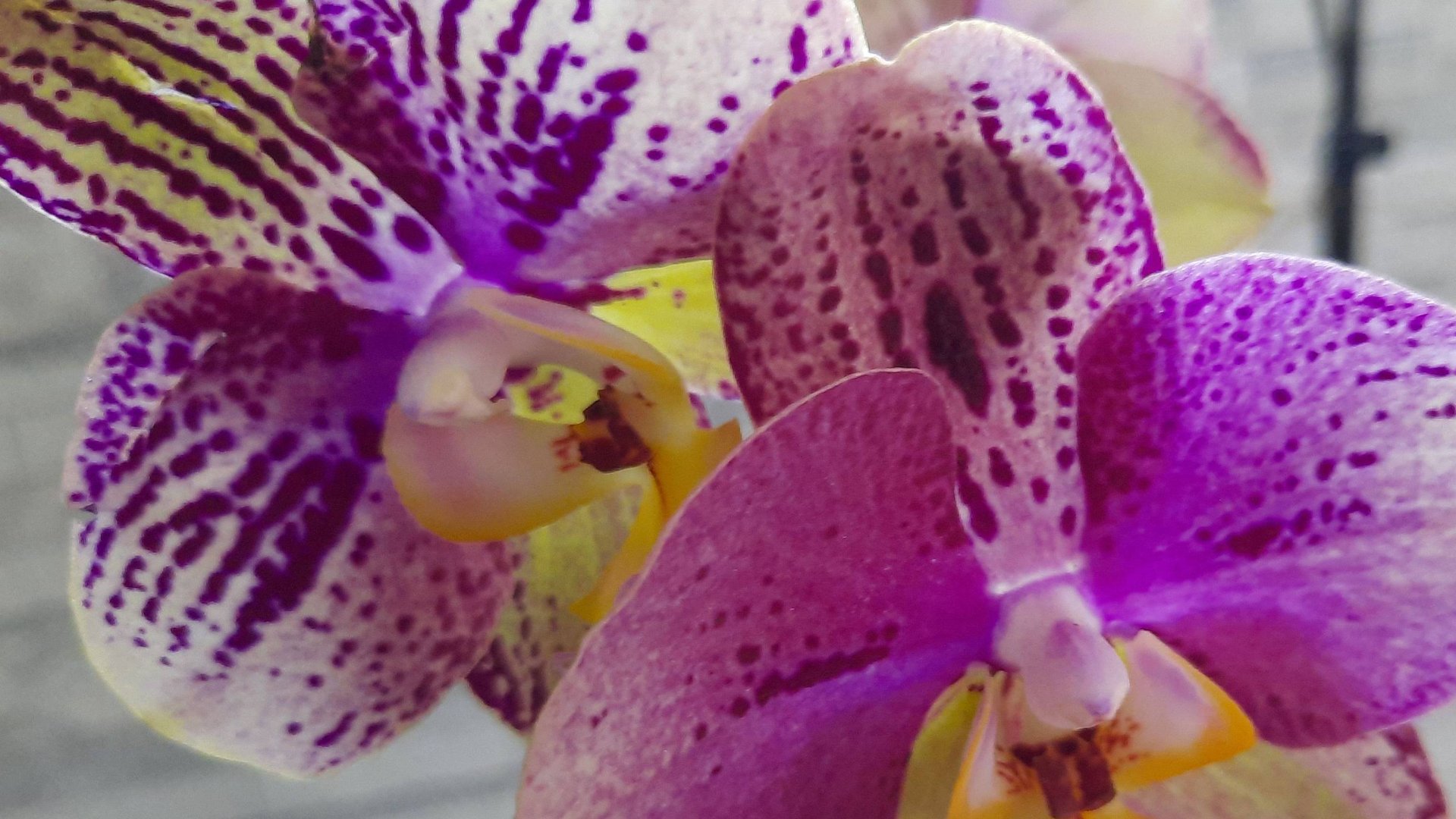 ПОКУПКИ ОРХИДЕЙ ПО ПРОСЬБАМ ПОДПИСЧИКОВ //01. 07 24// смотреть онлайн