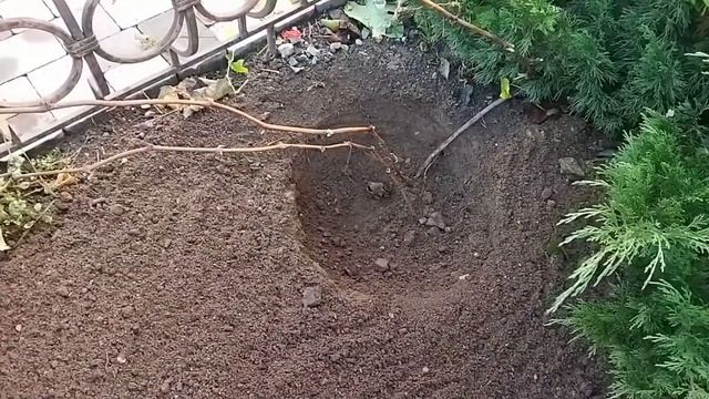 Пересадка взрослого куста