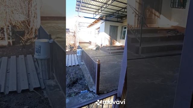 У нас солнышко , Грета и БЕЛОЧКА побегали))) у нас нет воды 😬 смотреть онлайн