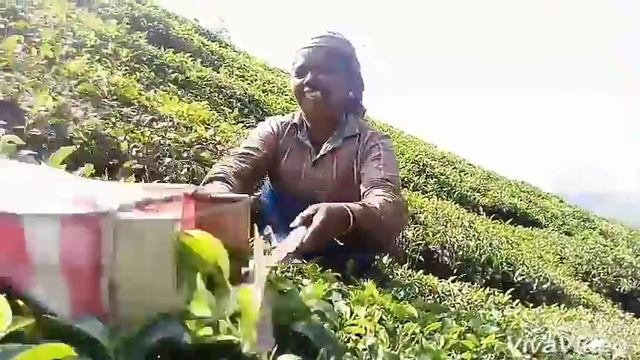 Плантации Муннара, Индия/ tea plantations of Munnar, India смотреть онлайн