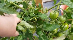 Томат Сливка Московская 13.08.22