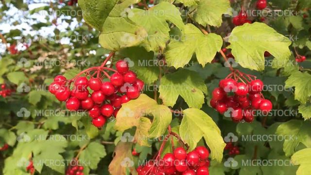 Ripe berries of viburnum red in the rays of the evening sun. смотреть онлайн