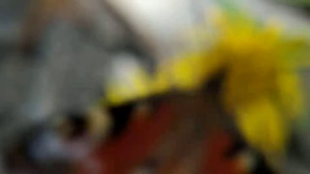 Бабочка Павлиний глаз (Aglais io) смотреть онлайн