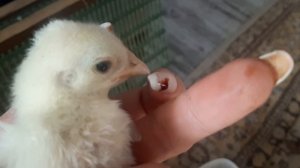 РАСКЛЕВ У ЦЫПЛЯТ/ЧТО ДЕЛАТЬ?САМЫЙ ЛУЧШИЙ СПОСОБ!!!