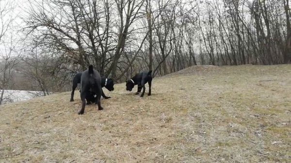cennel cane corso ELITE LEGION Belarus