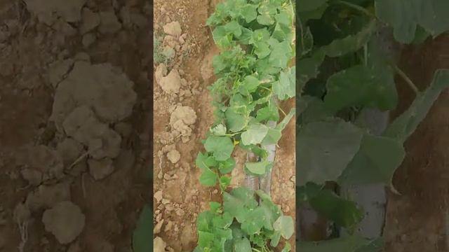 КХ.ДИАС.КАЗАХСТАН ЗАПАД .АТЫРАУСКАЯ ОБЛАСТЬ.ИНДЕРСКИЙ РАЙОН. смотреть онлайн