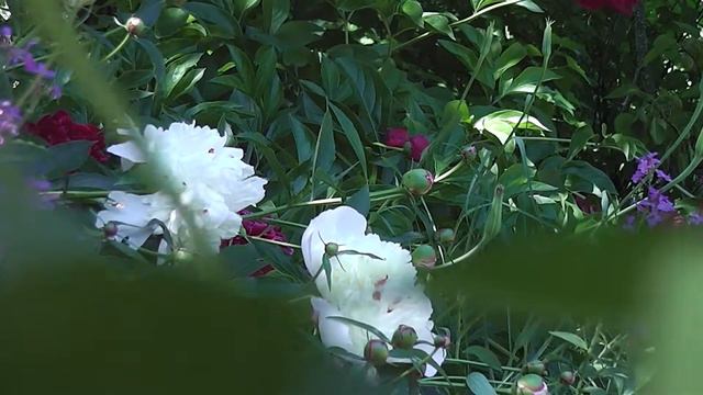 Пионы смотреть онлайн