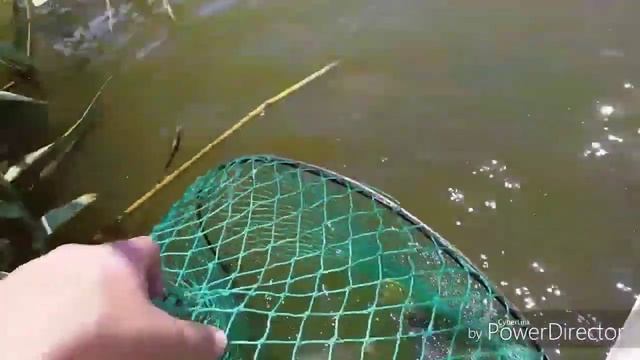 Рыбалка на базе отдыха "Суворовская". Открытие сезона по карпу. Стоит или не стоит смотреть онлайн