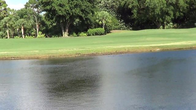 Крокодилы во Флориде.