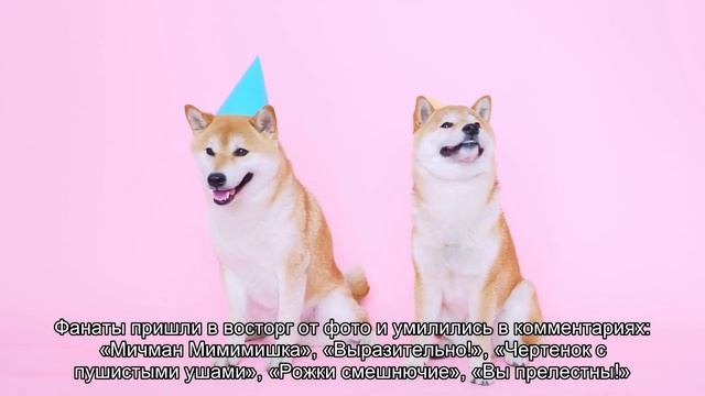 Евгений Цыганов примерил пушистые наушники с «рожками» смотреть онлайн