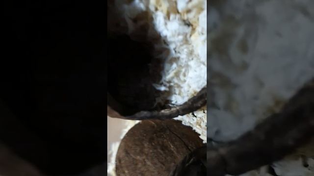 Мои хомяки,морская свинка...Хомячиха беременна??!! смотреть онлайн