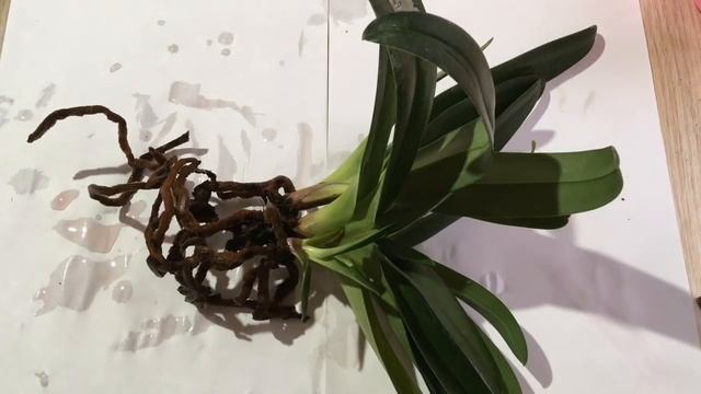 Пересадка пафиопедилума Dollgoldi смотреть онлайн