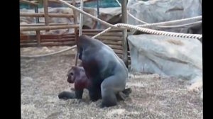 Животные приколы Узнайте все секреты спаривания приматов