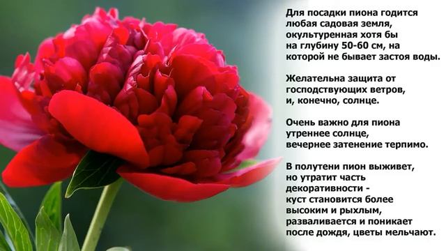 Секреты травянистого пиона (Paeonia) смотреть онлайн