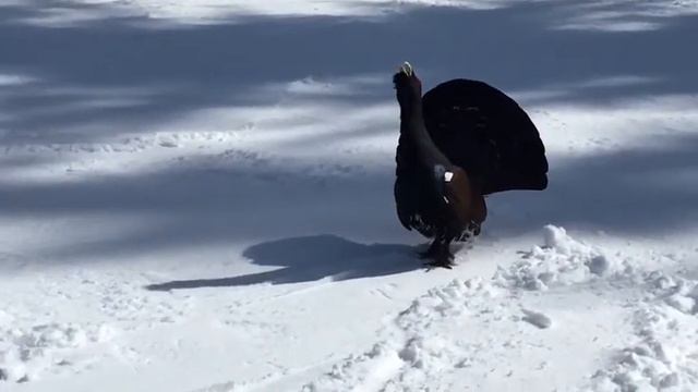 Глухарь начинает свой ток . Часть 1 . Австрия видео друга. смотреть онлайн