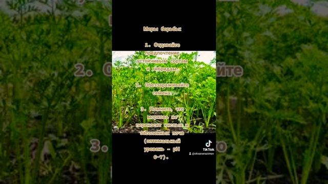 Как защитить морковь от болезней. Статья в описании . смотреть онлайн