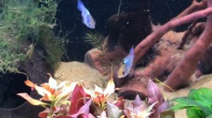 Апистограмма электрик блю