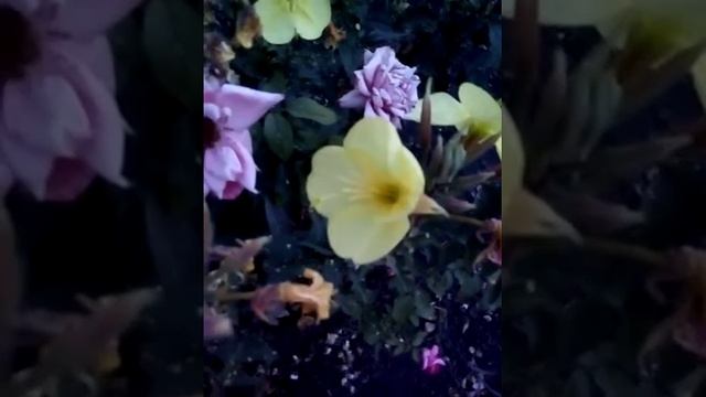 Желтые цветочки которые по вечерам расцветают смотреть онлайн