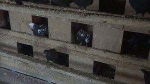 КРАСИВЫЕ ДОМАШНИЕ ГОЛУБИ