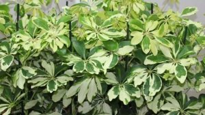 Как успешно размножить Шеффлеру. Секреты размножения.