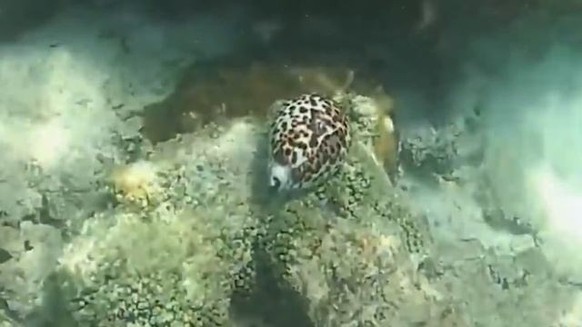 Самые Страшные Животные Австралии смотреть онлайн