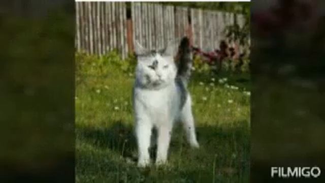 Ко дню рождения Мурки с канала А ну ка давай ка 😘💙🐈