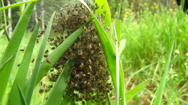 Паучки в коконе смотреть онлайн