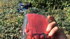 Малина Карамелька 2018г.