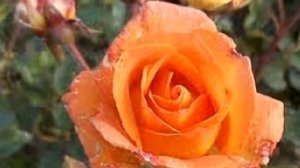Beautiful Doris Tysterman Roses