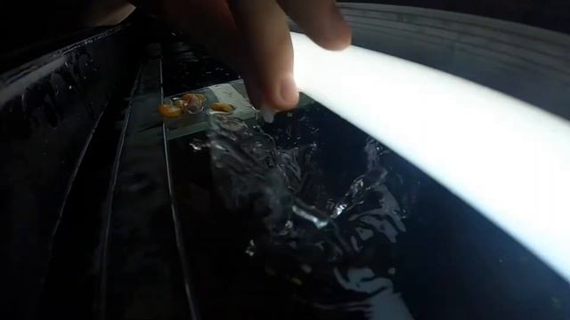 Змееголов выпрыгивает из воды за рыбой смотреть онлайн