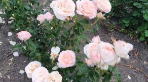 Пионовидная роза Викториан Веддинг Victorian Wedding