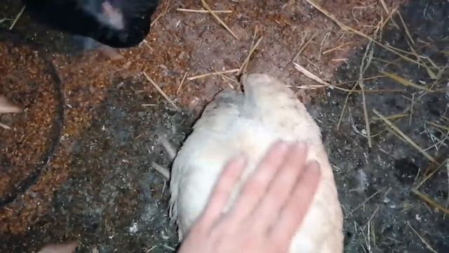 Бройлеры и мои маленькие цыплята смотреть онлайн