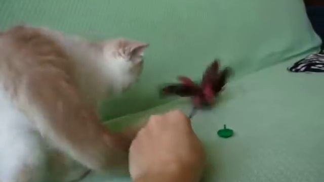 GARDEN PARADISE YANTAR смотреть онлайн