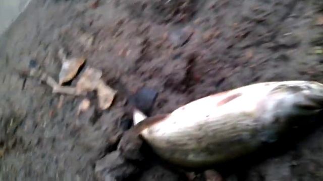 Bass Pro Fishing(3) смотреть онлайн