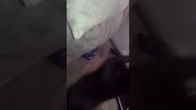 Cat vs. Sock vs. Headphones смотреть онлайн
