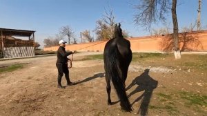 Немецкая порода лошадей! Продаются лошади Ахалтекинской и Шайрской породы!