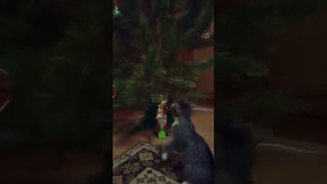 Симба и ёлочка