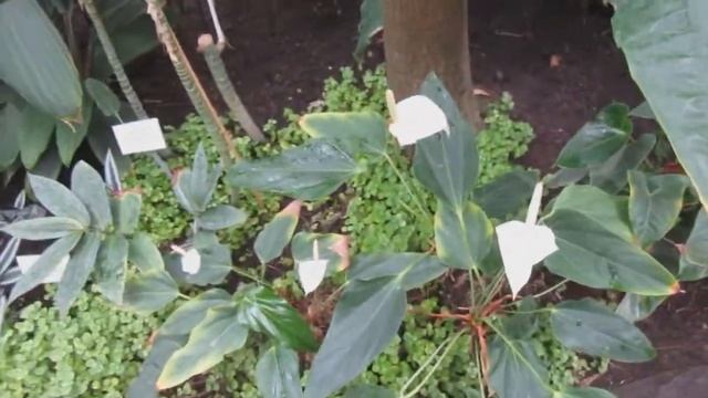 Выставка орхидей в Ботаническом саду Таллина. 8 Марта 2018. смотреть онлайн