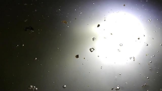 Дафния Моина спустя 6 дней после загрузки эфиппий. смотреть онлайн