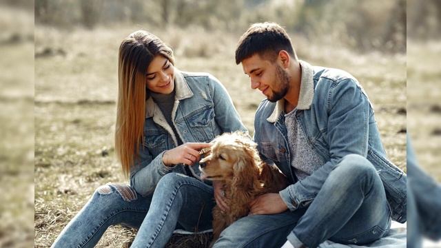 Английский кокер спаниель. Плюсы и минусы, Цена, Как выбрать, Факты, Уход, История смотреть онлайн