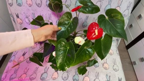 Антуриум Андреанум (Anthurium Andreanum). Мужское счастье