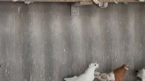 Большая коллекция Моздокских голубей и не только