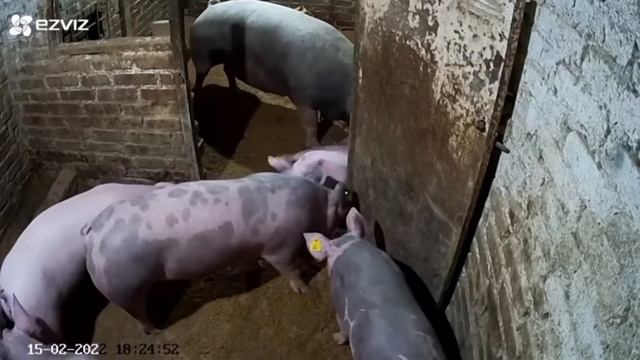 жестокая смерть свиньи