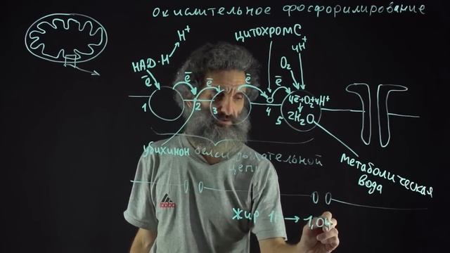 Цитология. Лекция 54. Окислительное фосфорилирование смотреть онлайн