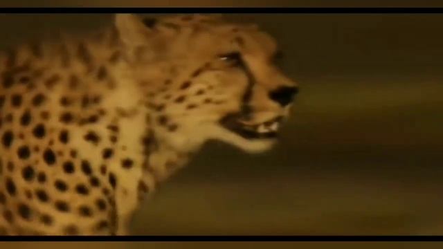 Самое быстрое наземное млекопитающее Гепард смотреть онлайн