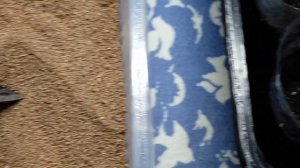 Плесень на земле / Лобелия рассада / Уход за рассадой